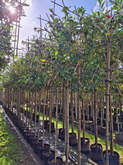 Photinia Red Robin Pleached (Espalier) Stem: 180cm, Frame: 120x120cm