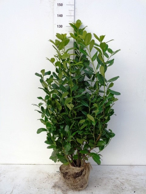 Cherry Laurel (Prunus Laur. Rotundifolia) Rootball - Ready to Plant Now