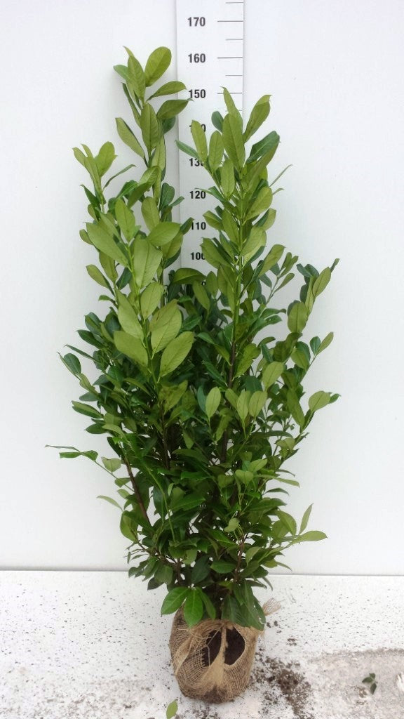 Cherry Laurel (Prunus Laur. Rotundifolia) Rootball 120-150cm - Ready to Plant Now