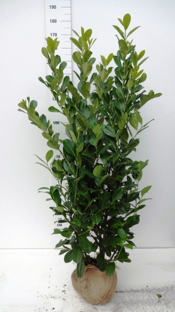 Cherry Laurel (Prunus Laur. Rotundifolia) Rootball 150-180cm - Ready to Plant Now