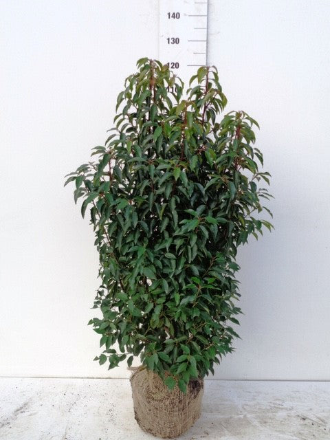 Portuguese Laurel (Prunus Lusitanica) Rootball - Ready to Plant Now