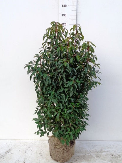 Portuguese Laurel (Prunus Lusitanica) Rootball - Ready to Plant Now