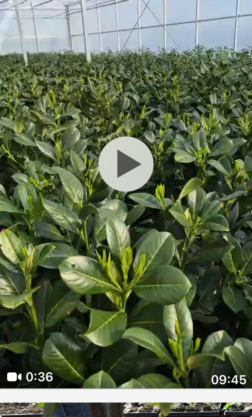 30x Cherry Laurel (Prunus Laur. Rotundifolia) 1-1.2m 10 Litre Pot - PALLET DEAL - ONLY £25 PER PLANT