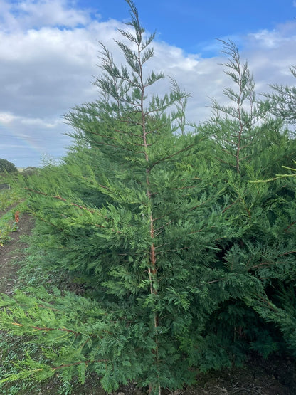 Leylandii Green (Cupressocyparis Leylandii) 250-300cm Rootball