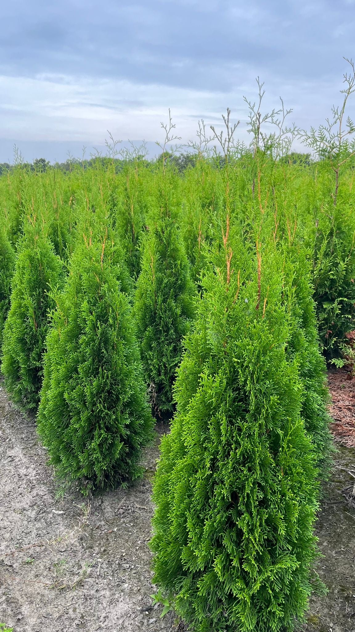 thuja 1 80 m Thuja Occidentalis Smaragd 180-200cm | 15 Litre Pot