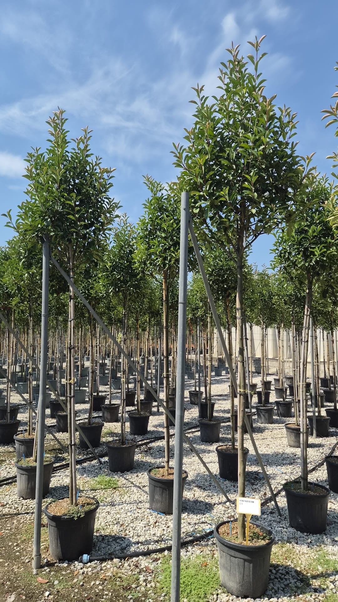 Photinia &