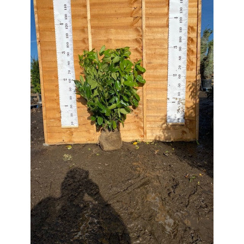 Cherry Laurel Rootball 80-100cm - Premium Quality, Unbeatable Price