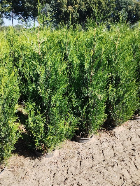 Thuja Plicata Atrovirens 150-175cm 15 Litre Pot