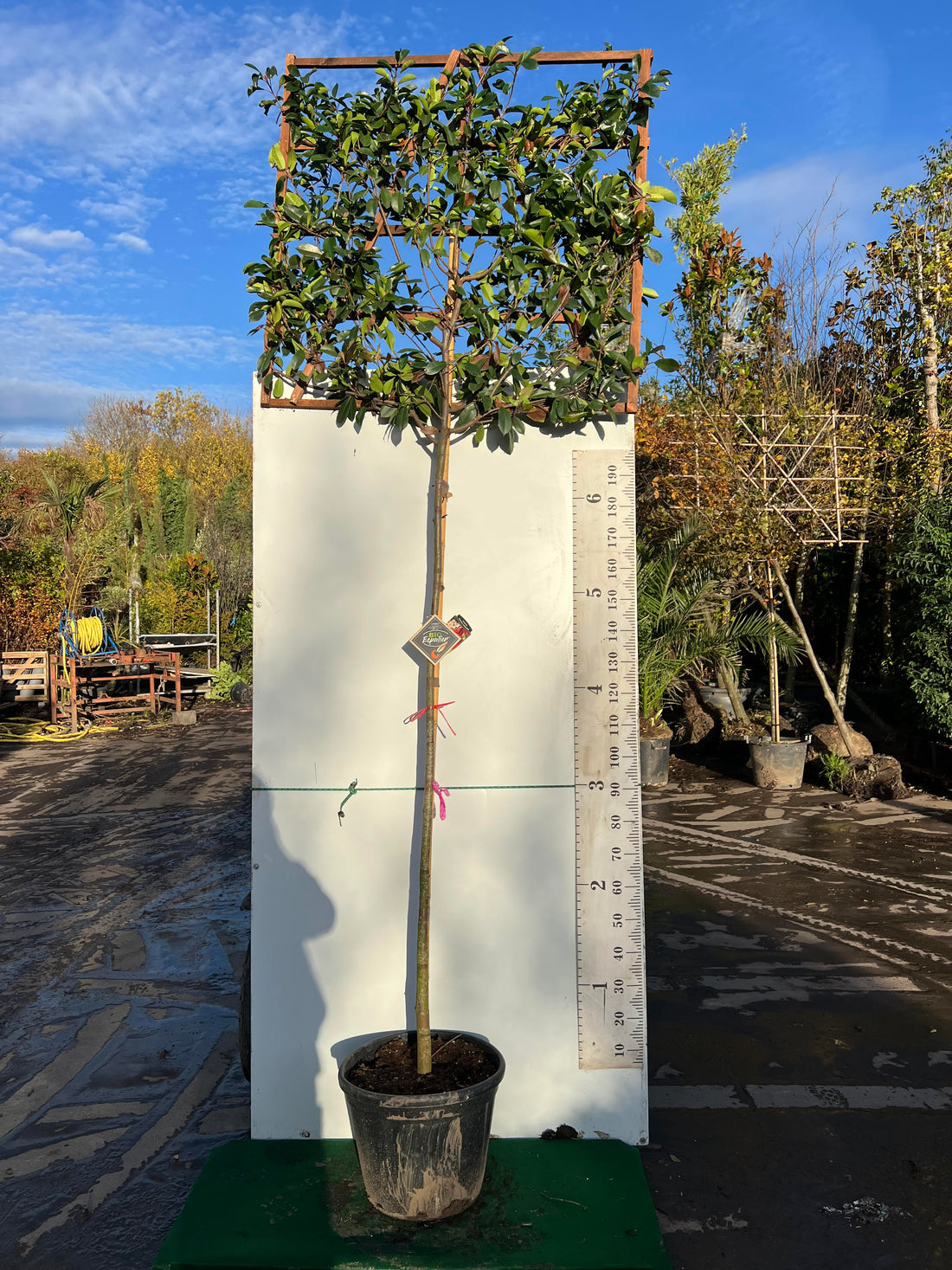 Photinia Red Robin Pleached (Espalier)