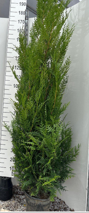 Thuja Plicata Atrovirens 180-200cm 12 Litre Pot new